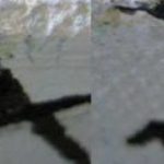 cropped-Lea3.jpg