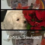 IMG_2019-12-15_10-37-57~3